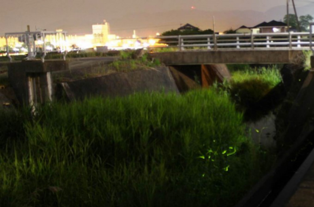 “北鼻川”流域飛舞的螢火蟲（左上角是遠(yuǎn)處的日本半導(dǎo)體株式會社大分工廠）